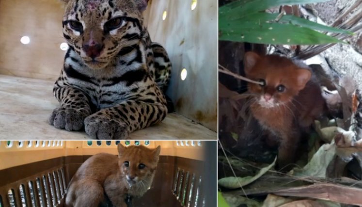 En Norte de Santander hay presencia no solo de pumas (puma concolor), sino también de ocelotes (Leopardus pardalis), margays (Leopardus wiedii), tigrillos lanudos (Leopardus tigrinus), gatos de monte o yaguarundíes (Herpailurus yagouaroundi) y el imponente jaguar (Panthera onca), que recorre las cordilleras en su tránsito a Venezuela. / Foto: Foto: Cortesía de Corponor