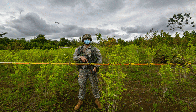 El incremento de la producción de coca, según los expertos, se le puede atribuir al tipo de semilla utilizada en una región determinada. / Foto AFP