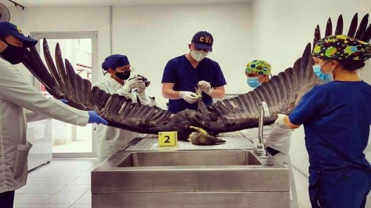  Forenses veterinarios tomaron muestras para los análisis./Foto: cortesía