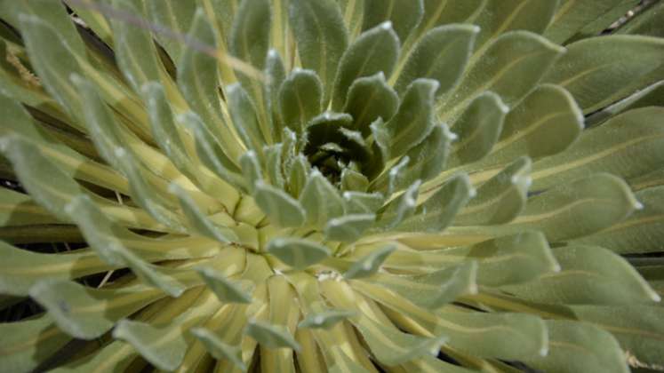 La inflorescencia del frailejón es fundamental para la preservación del agua. / Foto: Roberto Ospino