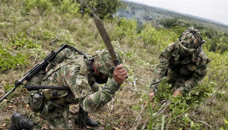 El Gobierno de Colombia destacó que, en 2020, se produjeron resultados históricos en materia de erradicación e interdicción, que incluyeron 130.171 hectáreas erradicadas de manera manual. / Foto: Colprensa