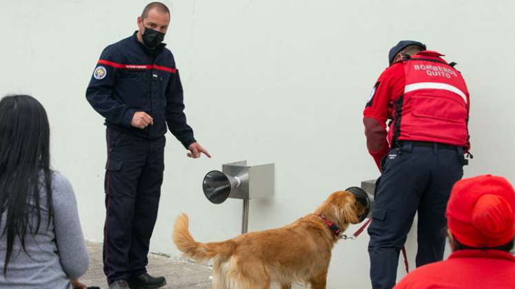 Un Golden Retriever es fotografiado durante una fase experimental para entrenar perros para detectar la presencia del nuevo coronavirus COVID-19 en humanos, un programa del Departamento de Bomberos de Francia, la Secretaría de Gestión de Riesgos y el Ministerio de Salud Pública de Ecuador junto con el Hospital Pablo Arturo Suárez, en este hospital de Quito. / Foto: AFP