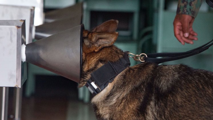 Un perro durante una fase experimental de adiestramiento canino para detectar la presencia del nuevo coronavirus COVID-19 en humanos, un programa del Departamento de Bomberos de Francia, la Secretaría de Gestión de Riesgos y el Ministerio de Salud Pública de Ecuador junto con el Hospital Pablo Arturo Suárez, en este hospital de Quito. / Foto: AFP