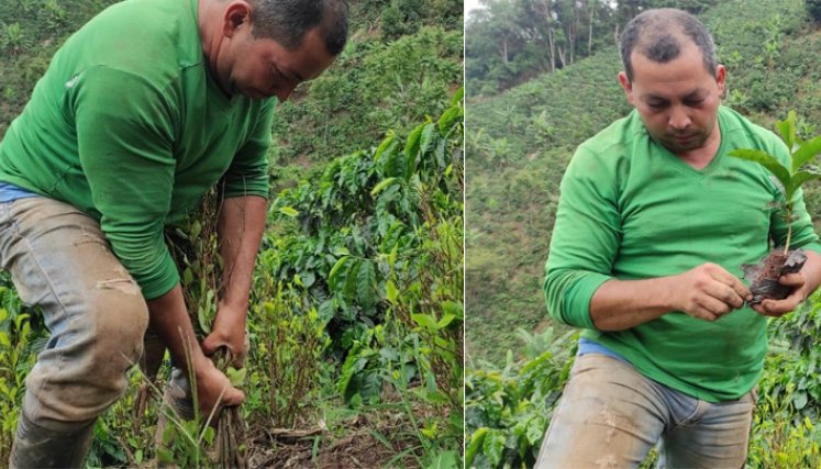 Anunciación Castilla Navarro, campesino de la Playa de Belén, tomó la decisión de cambiar los cultivos ilícitos de coca por café y narra la experiencia significativa. / Foto: Javier Sarabia