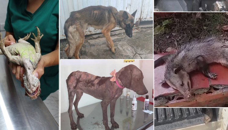 Perros, gatos y animales silvestres, como zarigüeyas e iguanas, han sido rescatados por animalistas, luego de ser maltratados o abandonados. / Fotos: Cortesía