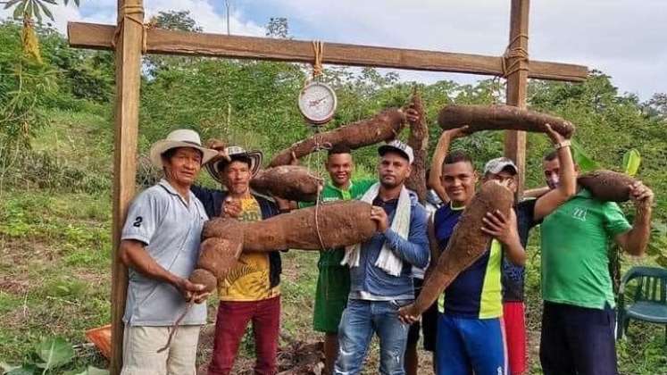  Su parcela, en la vereda El Martillo del corregimiento Buenos Aires de Montería, Arcelio Álvarez cultiva yucas que crecen mucho. / Foto: Tomada de Facebook