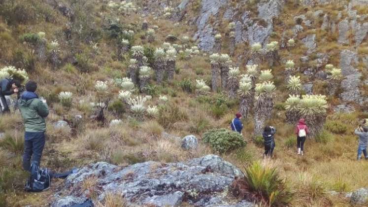 Las caminatas eco-turismo permiten el avistamiento de aves desde una vista de 360º del municipio de Mutiscua. También senderos para llegar al valle de los frailejones o hasta los ‘ojos de agua’ como la Laguna de  Rabicha o la Hacienda La Caldera. O conectarse con Silos o Pamplona./ Foto: Cortesía