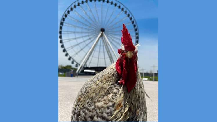 El gallo que es famoso en las redes sociales.