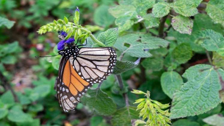 Voluntarios canadienses salen en busca de huevos de mariposas monarca con sus lupas y cuadernos. /AFP