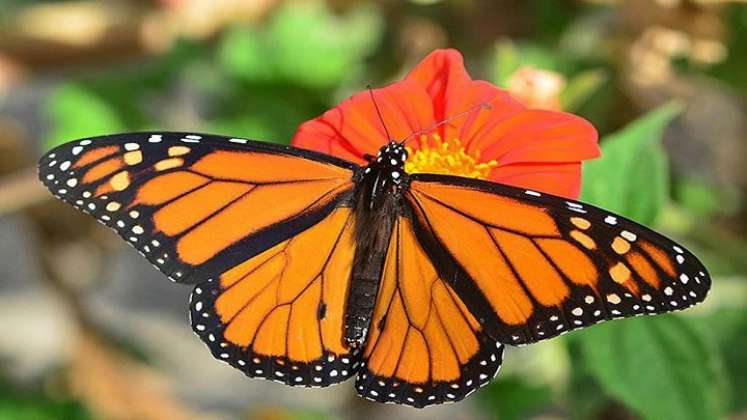 la desaparición de insectos, menos espectacular que la de grandes mamíferos, preocupa a los científicos./AFP