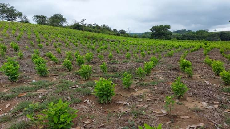 Narcotráfico en el Catatumbo, un gran negocio