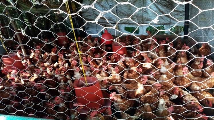 La avicultura se constituye en fuente de ingresos para las familias campesinas.
