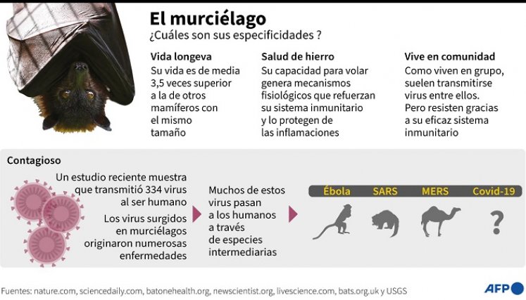 Lo que transmite el murciélago