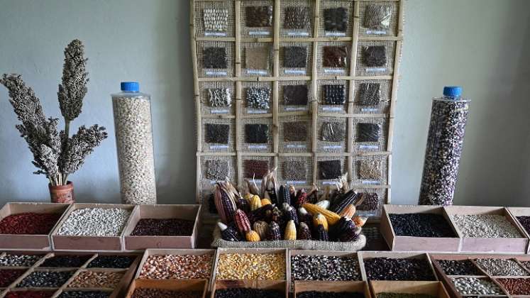 Un banco de semillas nativas que han desafiado al cambio climático. / AFP