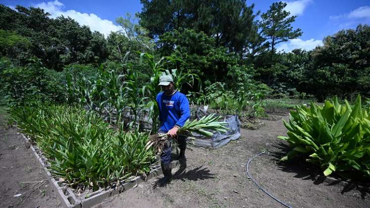 El esfuerzo debe ser recuperar las semillas que se han perdido, (y) no meter semillas transgénicas", advierte Navarro./AFP