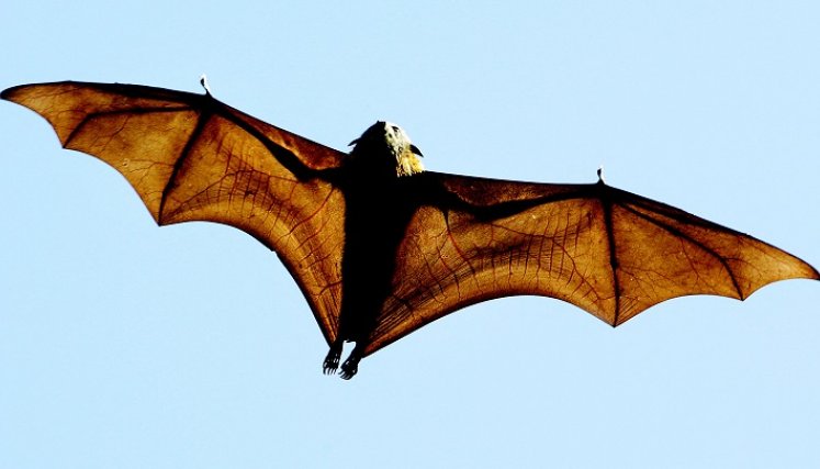 El murciélago ayuda en la polinización