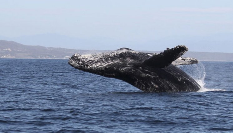 Ballena Jorobada