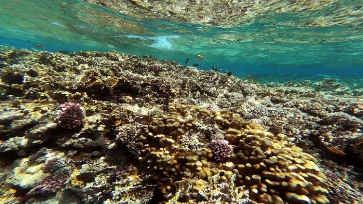 "Mientras los arrecifes coralinos estén allí, tenemos muchos peces y, por lo tanto, trabajo", explica instructor de buceo,/AFP 