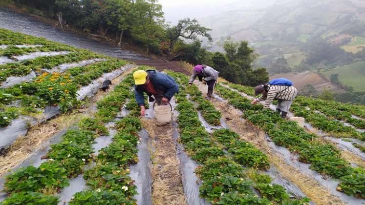 Se sienten orgullosas con el trabajo que hacen. / Foto: Cortesía 