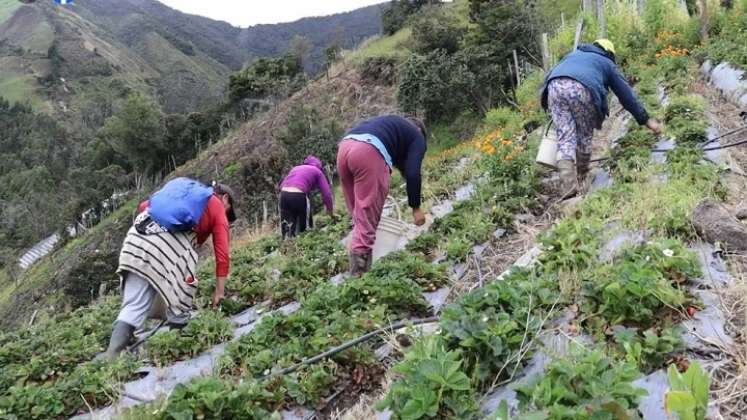 En la finca trabajan las mujeres del núcleo familiar. / Cortesía/ La Opinión 