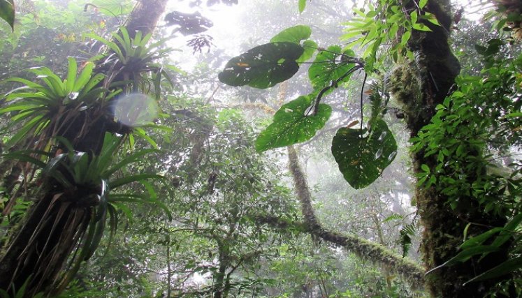 Las zonas de páramo también se han visto afectadas por fenómenos de deforestación. /Archivo La Opinión