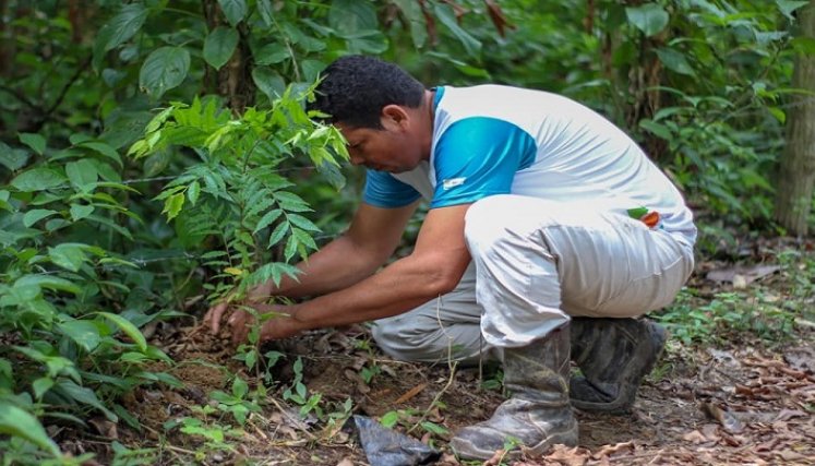 La siembra debe ir acompañada de el cuidado posterior a las especies plantadas. /Archivo La Opinión