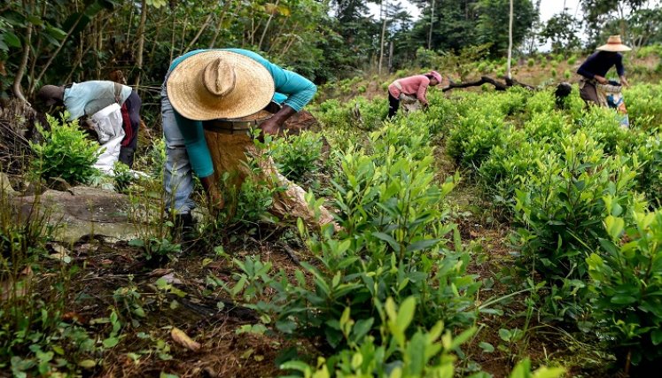 Se le debe reconocer al campesino que en su territorio él puede ser garante de conservar esas zonas forestales. / Archivo La Opinión