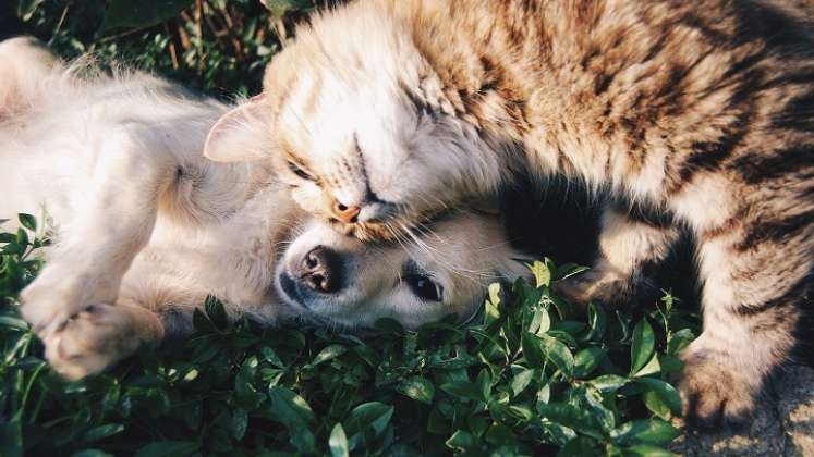 Las mascotas tienen espacio en las redes sociales