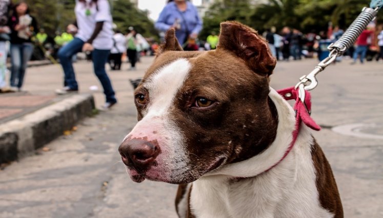  Engañaban a perro policía para evitar que oliera coca./Foto: colprensa