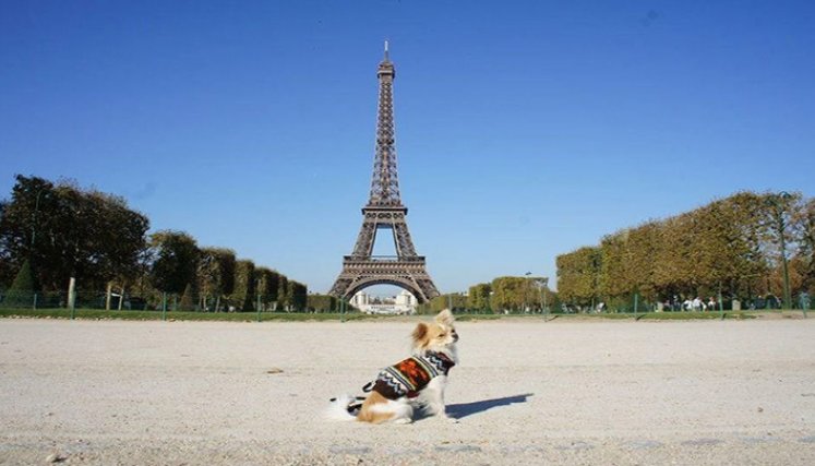 Venta de mascotas en Francia.