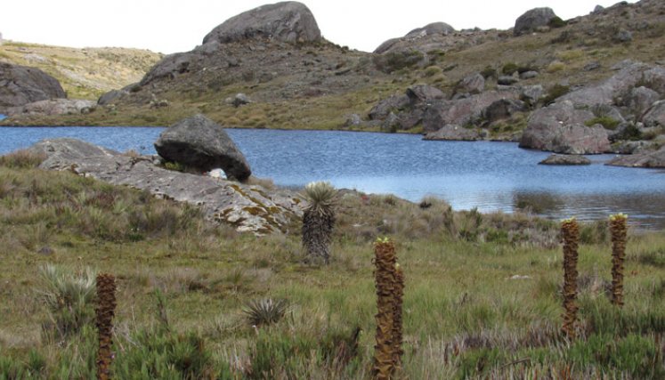 Los frailejones custodian las fuentes hídricas.