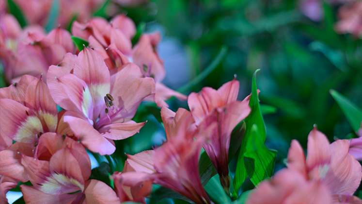 Exportaciones de flores colombianas llegaron a la cifra más alta de la historia