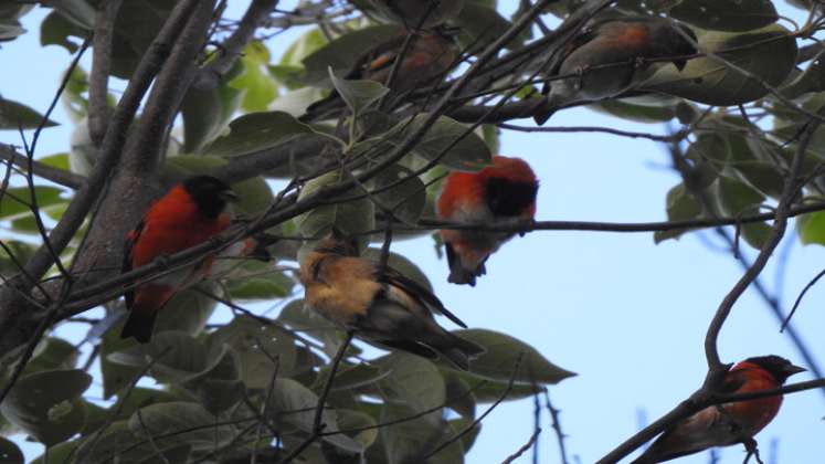 Las aves proceden de Venezuela y están en peligro de extinción. Foto: Cortesía/La Opinión.