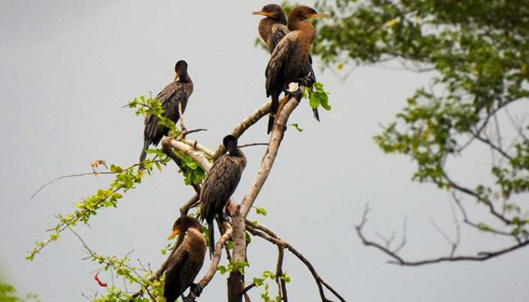 Las aves migratorias que nos visitan proceden de distintos países/Foto cortesía