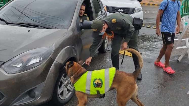 canina antiexplosivos