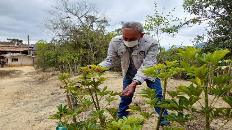 Los campesinos cuidan los árboles sembrados en el camino hacia el santuario.