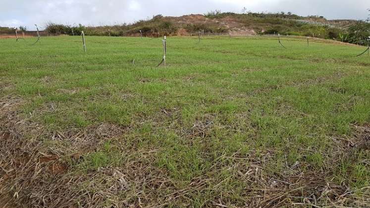 Más de seis mil familias viven del cultivo de cebolla.