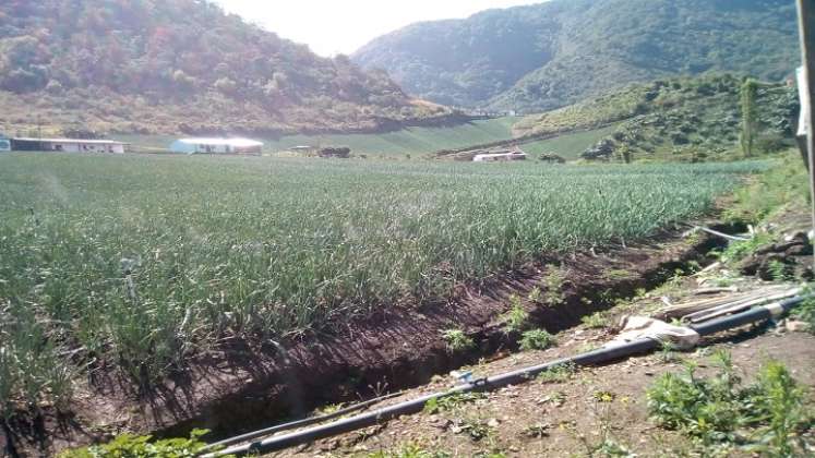 Los cultivadores insisten en la recuperación de la genética de la cebolla roja cabezona.