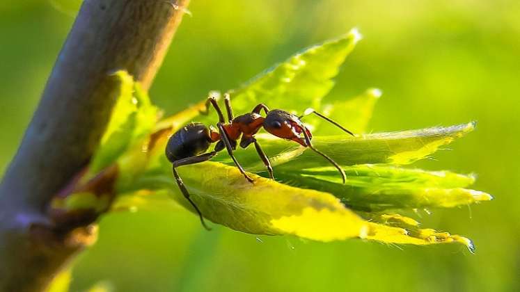 Hormigas 