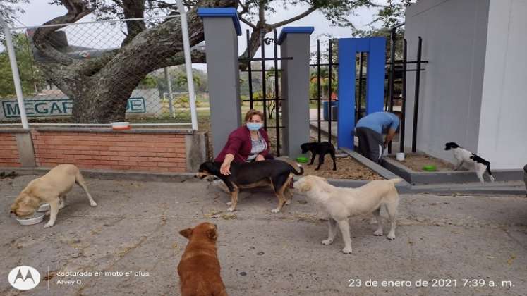 Acaricia a los perros callejeros y brinda todos los servicios.