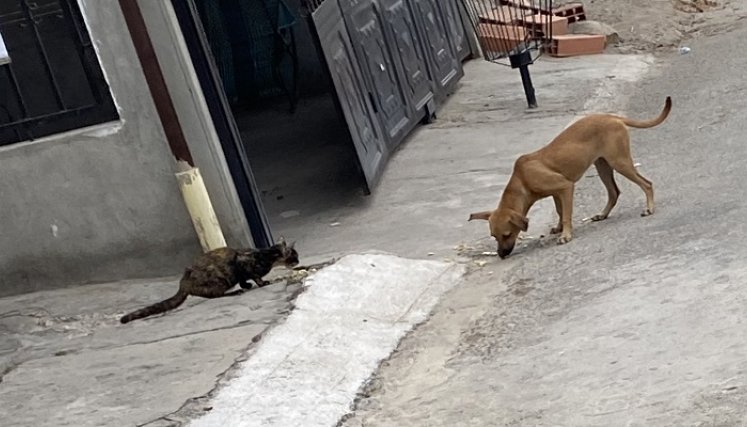 Incumplimiento de normas sobre tenencia de animales crea discordias entre vecinos./Foto: Angie Barbosa./La Opinión