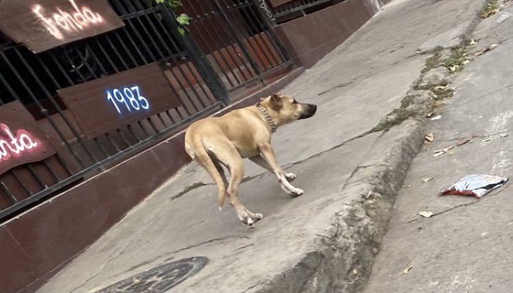 Incumplimiento de normas sobre tenencia de animales crea discordias entre vecinos./Foto: Angie Barbosa./La Opinión