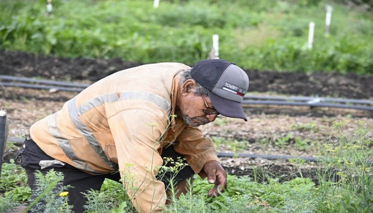 Aromáticas y plantas medicinales que se cultivan en Juan Frío