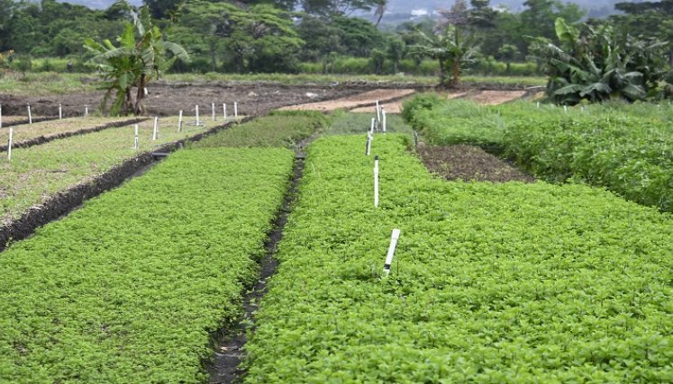 Aromáticas y plantas medicinales que se cultivan en Juan Frío