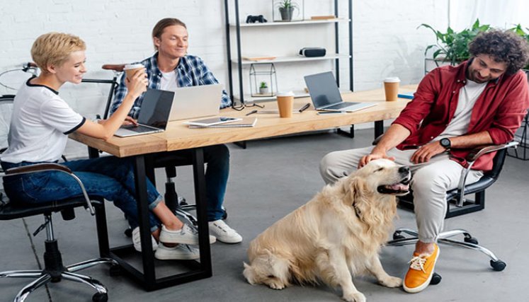 Mascotas en el trabajo. Mascotas en el trabajo.