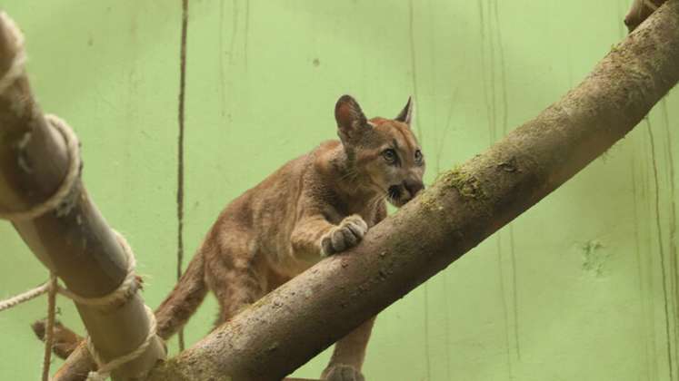 Menor sobrevive al ataque de un puma