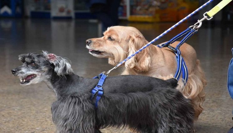 Animales libres en los buses. / Foto: Cortesía / La Opinión 