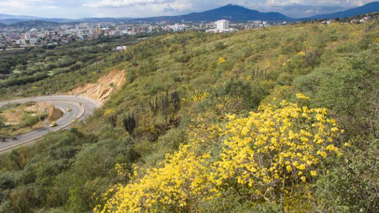 Bosque Seco Trpicañ - Cañahuates