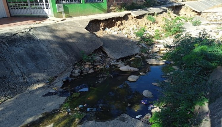 Palmeras no resiste tanta contaminación por La cañada