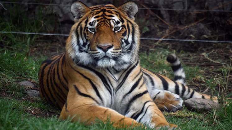 Frida y la nueva vida de grandes felinos convertidos en mascotas./Foto: Alfredo Estrella - AFP